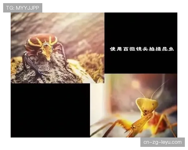 顶级微距堆栈合成细节的技术：他是如何通过焦平面控制深度的（491 ）